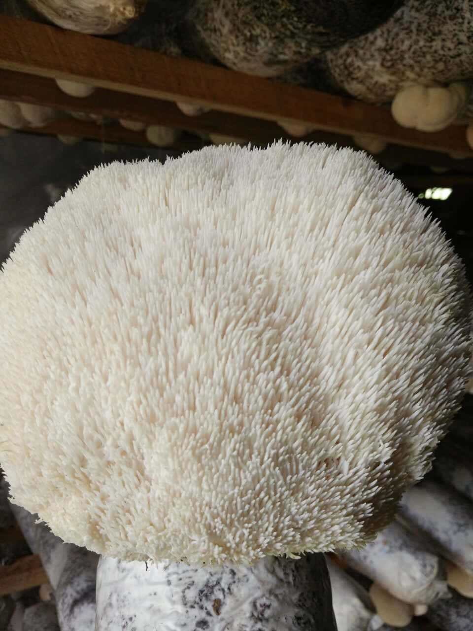 Lions Mane Extract 451mg (Beta Glucans 112mg) - Image 13
